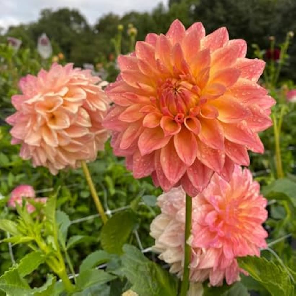 Dahlie Pachyderms Blumensamen zur Aussaat Schnitt Blume beliebt Traditionssorte & ohne Gentechnik Samen Hausgarten