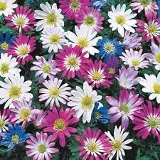 Anemone blanda blume samen for anpflanzung - fragrant blossoms, heirloom & gmo free samen for home garten
sale samen for anpflanzung in home garten