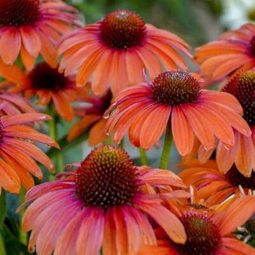 Echinacea Samen zur Aussaat Echinacea Purpurea hell Orange Blume Beet Bestäuber Garten