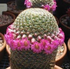 Rosa mammillaria blume samen for anpflanzung - garten favorite, heirloom & gmo free samen for home garten
 
 sale for anpflanzung in home garten