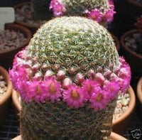 Rosa mammillaria blume samen for anpflanzung - garten favorite, heirloom & gmo free samen for home garten
 
 sale for anpflanzung in home garten