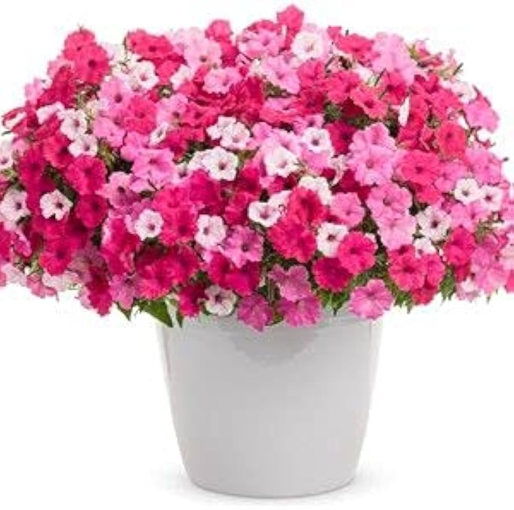 Pelleted Petunie Celebrity Strawberry Ice Samen