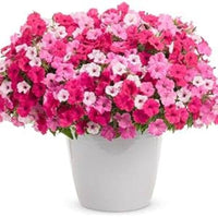 Pelleted Petunie Celebrity Strawberry Ice Samen