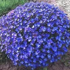 Aubrieta perennial blume samen for anpflanzung - garten favorite, heirloom & gmo free samen for home garten
 
 sale samen for anpflanzung in home garten