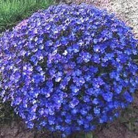Aubrieta perennial blume samen for anpflanzung - garten favorite, heirloom & gmo free samen for home garten
 
 sale samen for anpflanzung in home garten