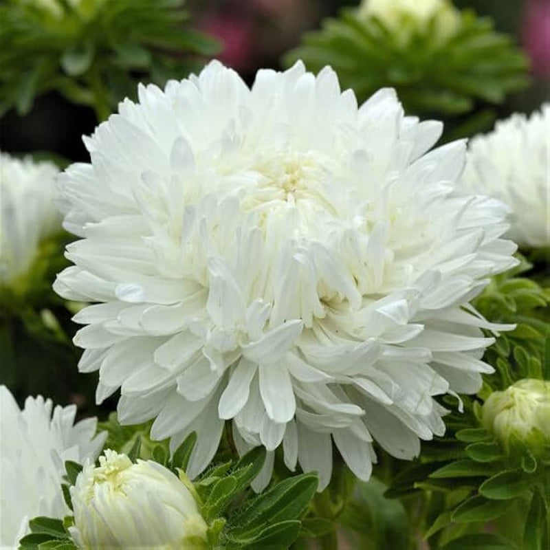 Weiß peony blume samen for elegant, pure garten blooms