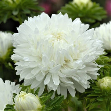 Weiß peony blume samen for elegant, pure garten blooms
