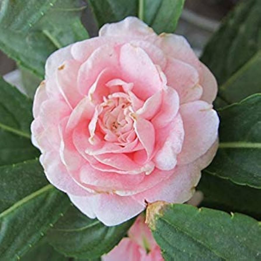 Edelsteinrosen Klettern auf – Blumensamen