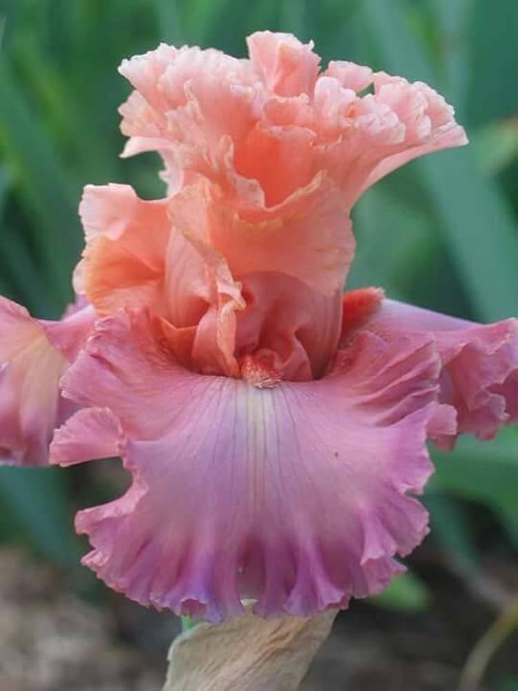Rosa iris perennial garten blume samen