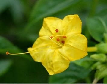 Gelb huang moli blume samen for anpflanzung - cut blume favorite, heirloom & gmo free samen for home garten
 
 sale for anpflanzung in home garten.
