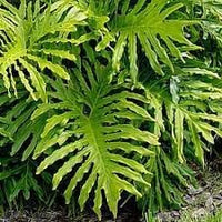 Philodendron blume samen for anpflanzung - shade tolerant, heirloom & gmo free samen for home garten
 
 sale for anpflanzung in home garten.