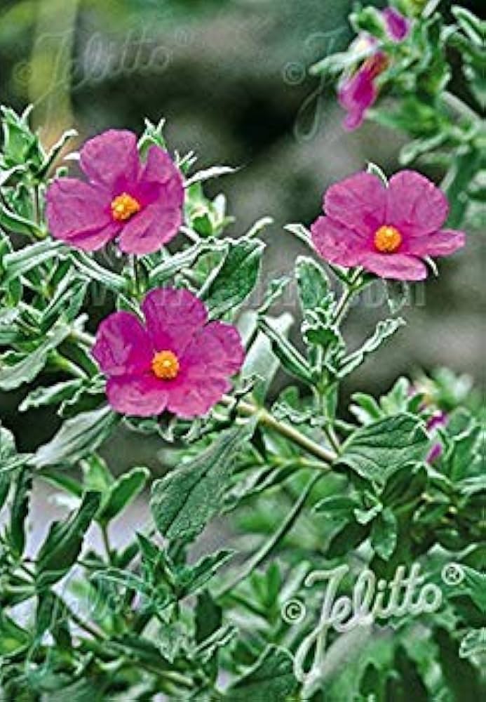 Tauric Stein Rose Helianthemum tauricum Blumensamen zur Aussaat Stein Garten