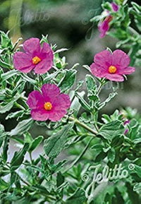 Tauric Stein Rose Helianthemum tauricum Blumensamen zur Aussaat Stein Garten