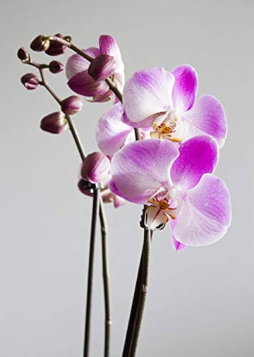 Mini orchid phalaenopsis for bonsai anpflanzung