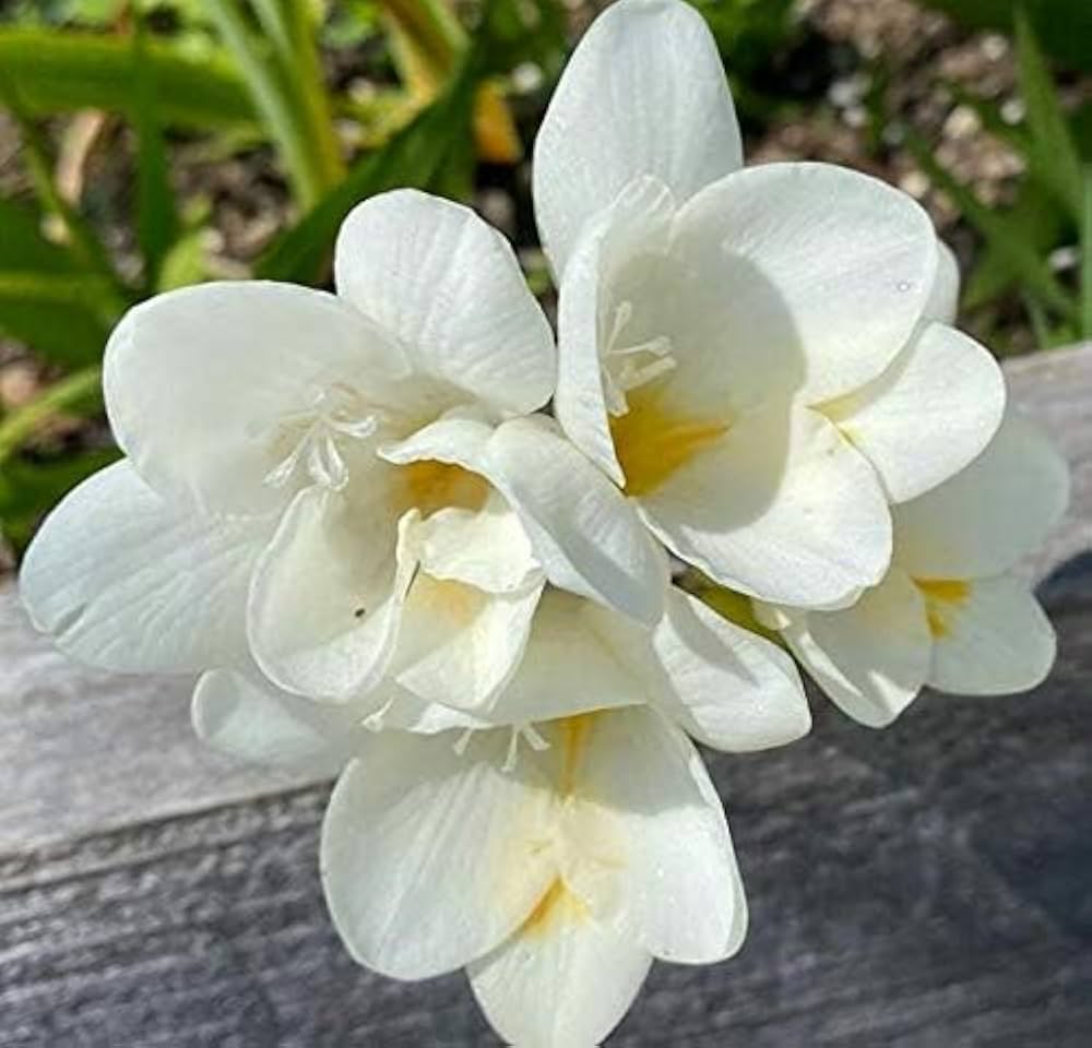 Weiß Freesia für Innenräume Potted Blumensamen