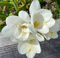 Weiß Freesia für Innenräume Potted Blumensamen