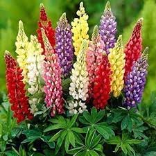 Lupine blume samen for anpflanzung shade tolerant heirloom & gmo free samen for home garten 
 
 sale for anpflanzung in home garten
