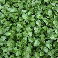 Watercress blume samen for anpflanzung perfect for borders heirloom & gmo free samen for home garten 
 
 sale for anpflanzung in home garten