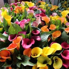 Mixed calla lily blume samen for anpflanzung - colorful display, heirloom & gmo free samen for home garten
 
 sale samen for home garten