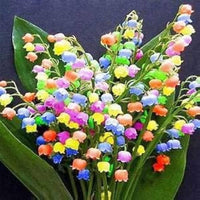 Gemischt Bell Orchidee Blumensamen zur Aussaat – saisonal Dauerblüher – Traditionssorte & ohne Gentechnik Samen Hausgarten