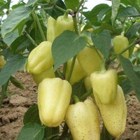 Ungarische Weisse Gemüsesamen: Premium Quality for Your Garden