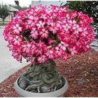 Adenium obesum blume samen for anpflanzung compact growth heirloom & gmo free samen for home garten 
 
 sale for anpflanzung in home garten