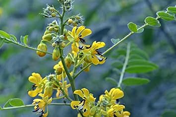 Gelb senna blume samen for anpflanzung - sun loving, heirloom & gmo free samen for home garten
 
 sale samen for home garten