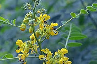 Gelb senna blume samen for anpflanzung - sun loving, heirloom & gmo free samen for home garten
 
 sale samen for home garten