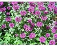 Beebalm blume samen for anpflanzung garten favorite heirloom & gmo free samen for home garten 
 
 sale for anpflanzung in home garten