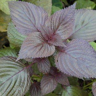 Lila perilla leaf blume samen for anpflanzung - long bloom season, heirloom & gmo free samen for home garten
 
 sale samen for home garten