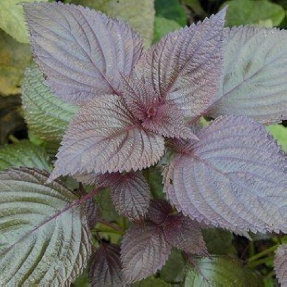 kaufen purple leaf perilla vegetable samen für pflanzung Stück, 100 Stück