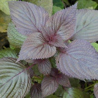 kaufen purple leaf perilla vegetable samen für pflanzung Stück, 100 Stück