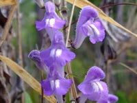Blau skullcap blume samen for anpflanzung - shade tolerant, heirloom & gmo free samen for home garten
 
 sale samen for anpflanzung in home garten