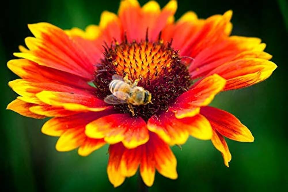 Kokardenblume Samen – Native American Wildflowers Bees & Butterflies