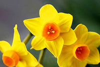 Orange Gelb Daffodils Samen Blumensamen zur Aussaat farbenfroh Schau Traditionssorte & ohne Gentechnik Samen Hausgarten