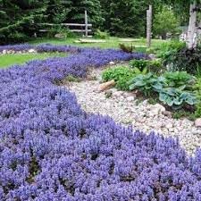 Ajuga blume samen for anpflanzung premium quality heirloom & gmo free samen for home garten
sale for anpflanzung in home garten