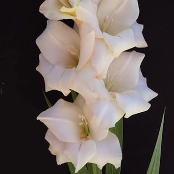 Cream weiß gladiolus blume samen for anpflanzung full bloom heirloom & gmo free samen for home garten 
 
 sale for anpflanzung in home garten