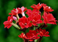 Flammendes Käthchen Blumensamen farbenfroh – Low-Maintenance Garten Pflanzen