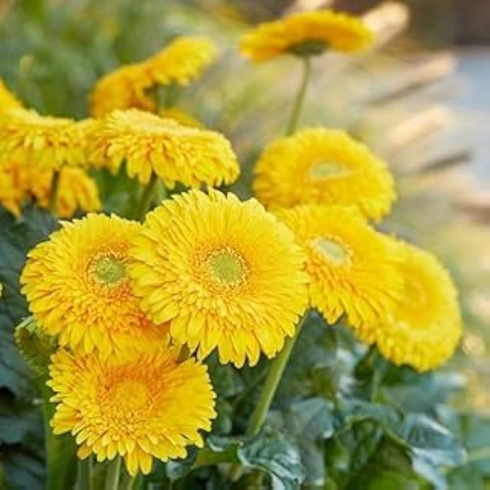 Gelb Gerbera Blumensamen zur Aussaat robust Sorte Traditionssorte & ohne Gentechnik Samen Hausgarten