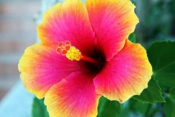 Hibiscus blume samen for anpflanzung - compact growth, heirloom & gmo free samen for home garten
 
 sale for anpflanzung in home garten.