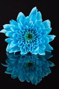 Sky blau chrysanthemum blume samen for anpflanzung - long bloom season, heirloom & gmo free samen for home garten
 
 sale for anpflanzung in home garten