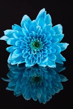 Sky blau chrysanthemum blume samen for anpflanzung - long bloom season, heirloom & gmo free samen for home garten
 
 sale for anpflanzung in home garten