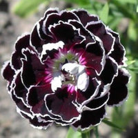 Schwarz Weiß Nelke Blumensamen zur Aussaat robust Sorte Traditionssorte & ohne Gentechnik Samen Hausgarten