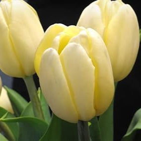 Light gelb tulip blume samen for anpflanzung - compact growth, heirloom & gmo free samen for home garten
 
 sale for anpflanzung in home garten