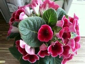 Rosa gloxinia brocade blume samen for anpflanzung - drought tolerant, heirloom & gmo free samen for home garten
 
 sale for anpflanzung in home garten.