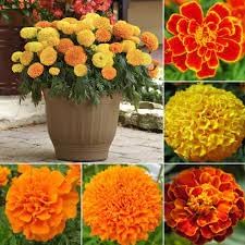 Marigold blume samen for anpflanzung - wildflower mix, heirloom & gmo free samen for home garten
 
 sale samen for home garten