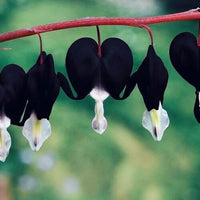 Schwarz Heart Blumensamen zur Aussaat – Schnitt Blume beliebt – Traditionssorte & ohne Gentechnik Samen Hausgarten