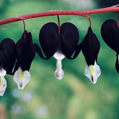 Schwarz Heart Blumensamen zur Aussaat – Schnitt Blume beliebt – Traditionssorte & ohne Gentechnik Samen Hausgarten