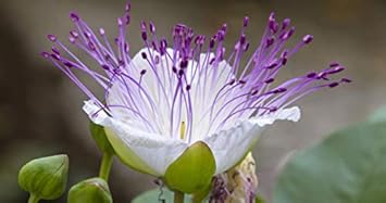 Weiß caper bush blume samen for anpflanzung - shade tolerant, heirloom & gmo free samen for home garten
 
 sale for anpflanzung in home garten.