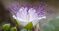 Weiß caper bush blume samen for anpflanzung - shade tolerant, heirloom & gmo free samen for home garten
 
 sale for anpflanzung in home garten.